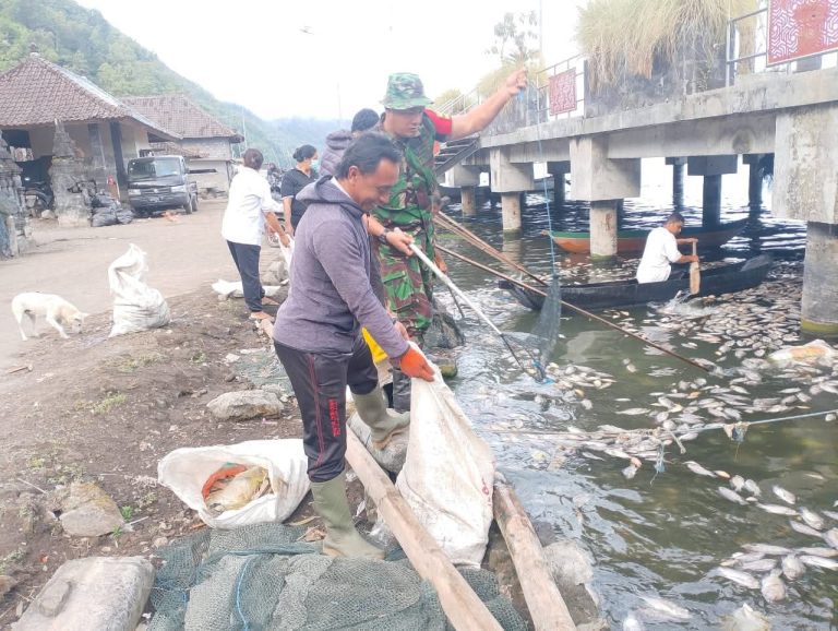 Ribuan Ikan Mati, Personel Gabungan Bersihkan Danau Batur