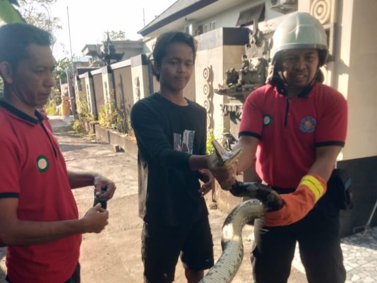 Damkar Buleleng Sigap Tangani Laporan Warga