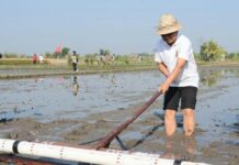 Produksi Padi Badung Bakal Tembus 12 Ton per Hektar? Ini Teknologi Baru yang Dipakai Petani