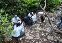 Pemkab Badung Ajak 300 Peserta Bersihkan Mangrove Telaga Waja